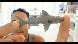 That time I stepped on a shark...