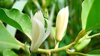 Picking up White Champaca or Magnolia champaca|Michelia champaca in my garden