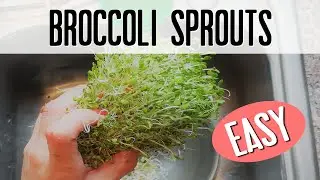 Grow Your Own Cancer-Fighting SUPERFOOD in Minutes a Day
