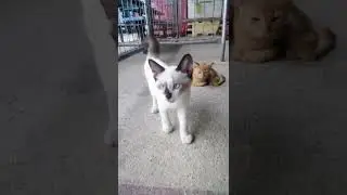Oyen and Blue eyes#cats#shorts #youtubeshorts #animals #kucing