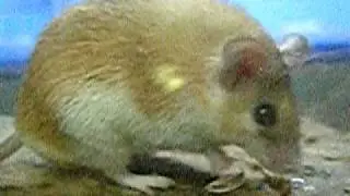 Cairo Spiny Mouse.カイロトゲマウス 。