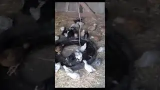 🏡 Raising chickens at home is easy and fun!