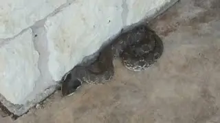 Snake bites up during COVID-19, Texas Poison Center Network reports