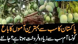 Pakistan's Best Mango Garden - KaunsaAam Sab Se Ziada Sale Hota Hai? Janiye
