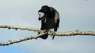 Hooded crow  (Corvus cornix) observing surrounings from tree branch