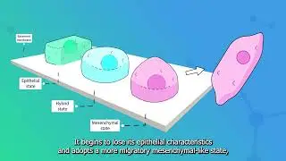 Tracking Cancer&rsquo;s Evolution with FluidFM: Single-Cell Biopsy in Action