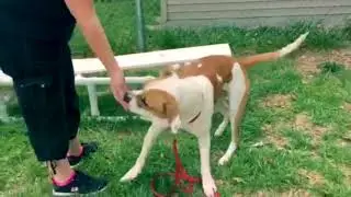 Parma Animal Shelter - A Dog's Life
