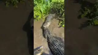 🐊vS🐊