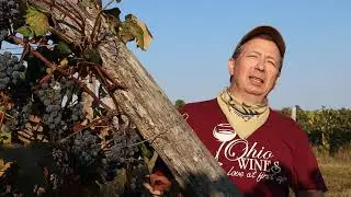 Silver Crest Cellars:  The Story of Rosie's Harvest