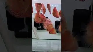 raflesia #burayak #ikandiscus #discus #discusbreeding #discusbreeder #discuslover #youtube #shorts