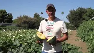 Green Hubbard Squash