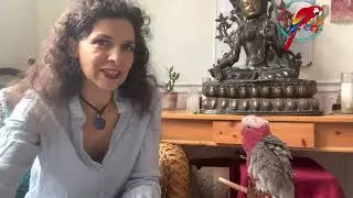 How Do You Know When A New #PARROT Wants To Bond #parrot_bliss #cockatoo #parrots #exoticbirds
