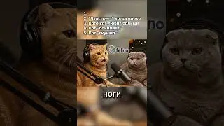 Подкаст Котов | Топ 5 иллюзий хозяина о котах 🤫