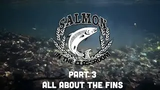 Chapter 3 - All About the Fins