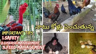 NatuKollu pempakam Important tips./నాటు కోళ్లు పెంచుతున్న/.Guru farms.