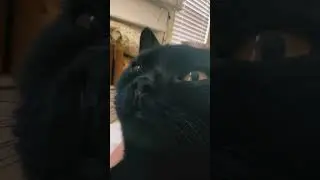 ASMR Cat purring #cat #asmrcats #asmrcatpurring