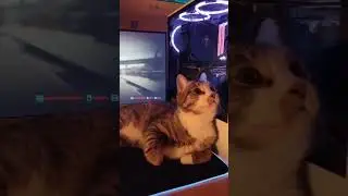 Tech and cats are two of my favorite things. #cat   #gaming #echocritic #sony #tech #coolgadgets