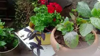 Home Florals....