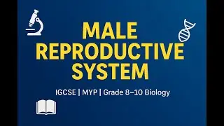Structure & Functions of Male Reproductive System | IGCSE & MYP 3 Science