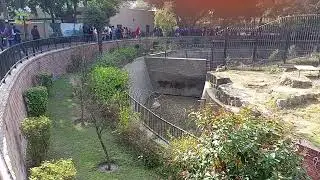 Zoo lion watching people in Lahore Zoo