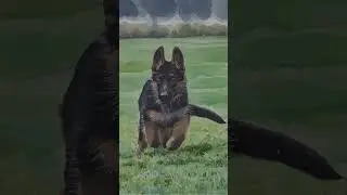Bizarre Dog Facts