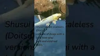Shusui: The Doitsu Version of Asagi