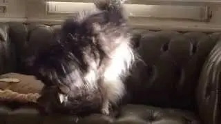 Dog Politics