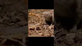 Why are snakes afraid of shrews? The answer is in the video.