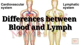 Difference between Blood (Circulation System) and Lymph (Body fluid) || Blood vs Lymph