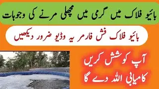 Why fish died in baiofloc fish farming machli marny ke