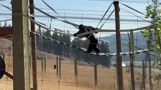New Shaky Bridge on the Bray