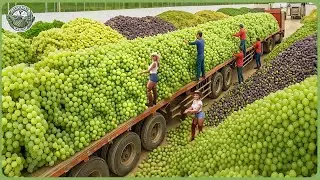 Amazing Global Harvest 2025 Race - How Farmers Reap Billions of Tons of Crops Worldwide