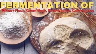 Comparative study of rate of fermentation of wheat flour, gram flour, potato juice and carrot juice