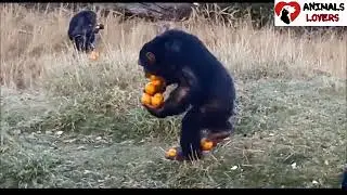 greedy Chimp Carries A Dozen Of Oranges