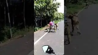 reckala race Elangud