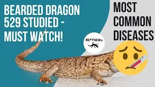 Bearded Dragon Most Common Diseases Among 529 Beardies - Must Watch!