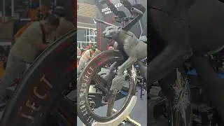 Falco Bike