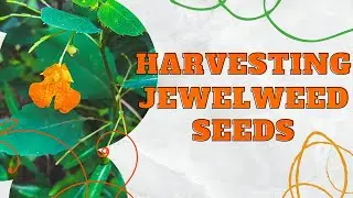 Harvesting Jewelweed Seeds