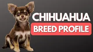 Chihuahua Everything You Need To Know &ndash; DOG CARE 101