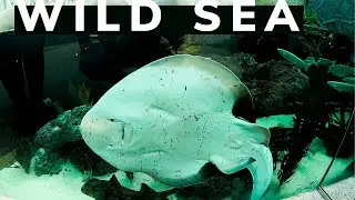 Meet Ray | Ocean Life at Melbourne Zoo | Fiddler Rays and Port Jackson Sharks