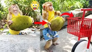Couldn't stop laughing🤣! Monkey LyLy struggled to pick jackfruit to give to her mother