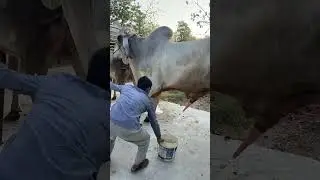 Breeding at Baray village #cattlefarm #ox #bull #breeding #viralvideo #cow #takeoprovince #shorts