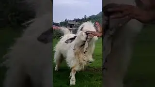 Mashaallah India's most FURRIEST goat TOOFAN 🔥🔥