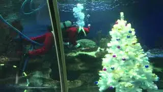 Подводный Дед Мороз в океанариуме)