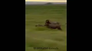 Львы размазали гену