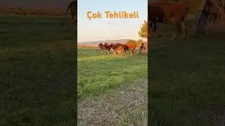 #hayday #hayvancılık #mera #inek #buzasmr #shorts #youtubeshorts #shortvideo #viral #keşfet #tiktok