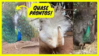Pav&atilde;o Branco - Pav&atilde;o Arlequim e Pav&atilde;o Spalding Preparando-se para a Reprodu&ccedil;&atilde;o | Gutejando