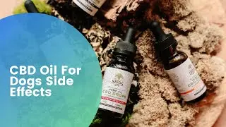 CBD Oil For Dogs Side Effects &ndash; Is it Safe? (Also For Cats)