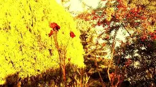 Sunny winter day with bird sounds - Nature Relaxing