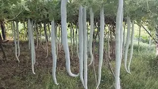 Snake guard 